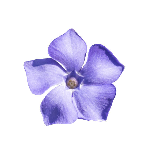 istock periwinkle flower close up isolated on a white background 1226747168