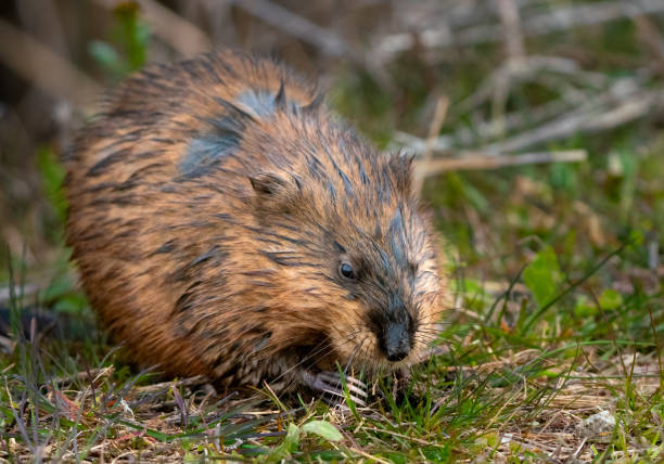 istock Muskrat Feeding on Grass 1226747179