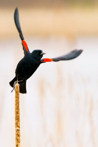 istock Red-winged Blackbird Takes Flight 1226747212