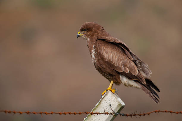 istock Common Buzzard, (Buteo buteo) bird in the natural habitat. 1226747282