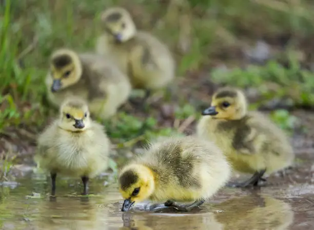 Photo of Goslings in a Puddle