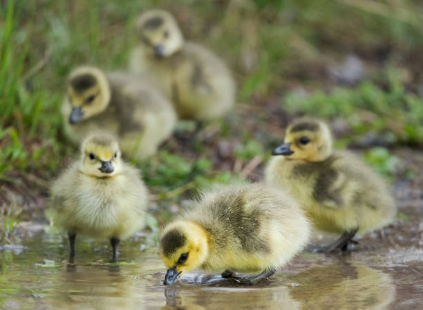 goslings w kałuży - hatchling yellow small nature zdjęcia i obrazy z banku zdjęć