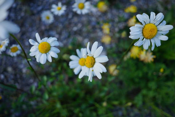 istock Daisy flowers on the green background 1226747560