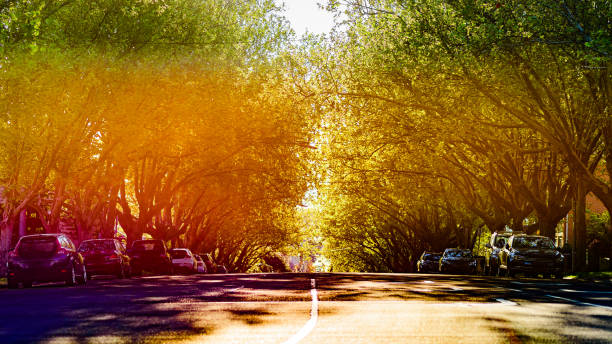 A Melbourne city suburban street is  glowing with golden afternoon sunlight captured through a vintage camera lens