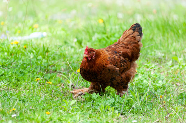 istock Chiken close up on the farm 1226748743