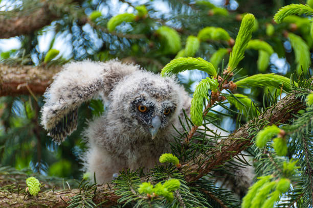 istock A small long-eared owl sits on a tree branch in the forest. 1226748776
