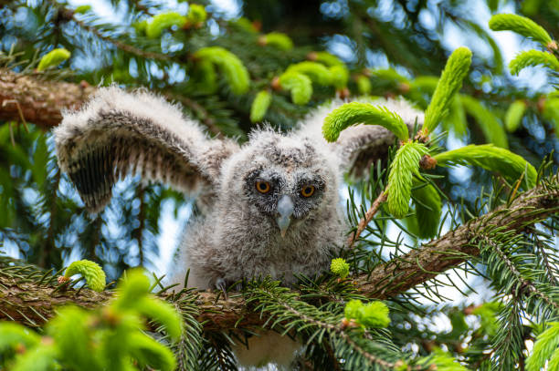 istock A small long-eared owl sits on a tree branch in the forest. 1226748802