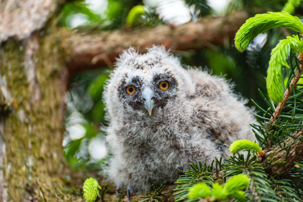 istock A small long-eared owl sits on a tree branch in the forest. 1226748803
