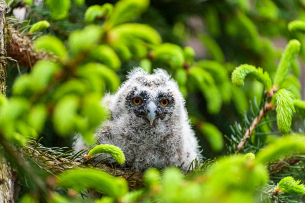istock A small long-eared owl sits on a tree branch in the forest. 1226748806