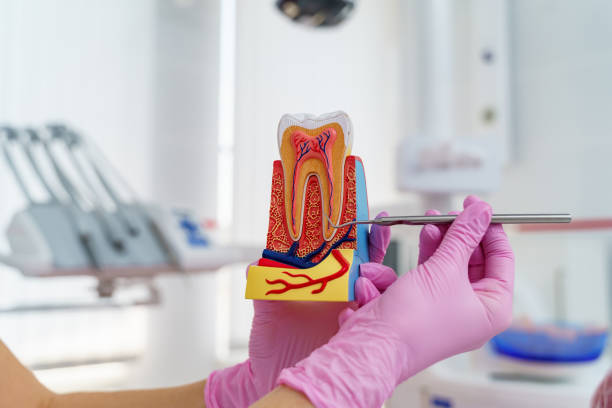 istock Model of artificial jaw with teeth in hands. 1226748868