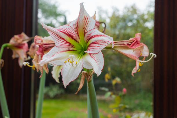istock A hippeastrum vittatum  is in full bloom while withered flowers are next to it 1226749669