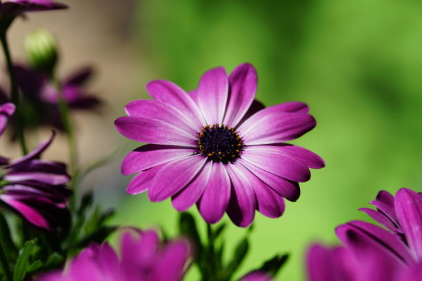 istock Purple flower in sunlight 1226750151