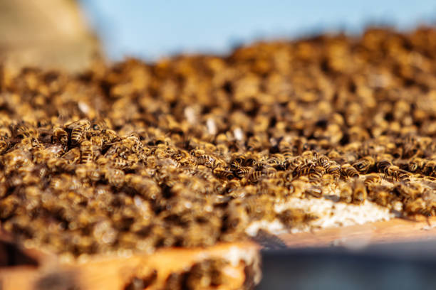 istock Hardworking bees on honeycomb in apiary. 1226750322