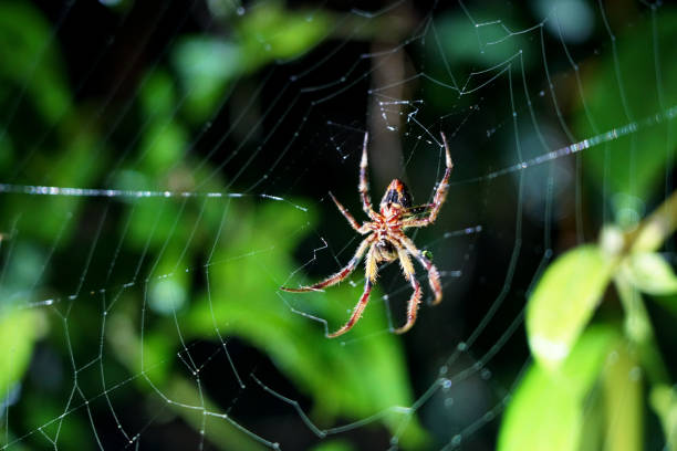 39 Lace Web Spider Stock Photos, High-Res Pictures, and Images