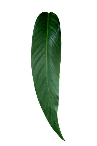 istock Branch with leaves isolated on white background,clipping path. 1226752413