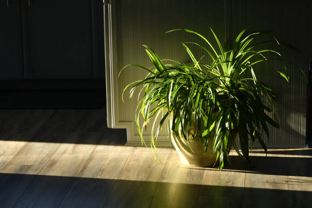 Potted Spider Plant in the Early Morning Sun Rays Potted Spider Plant in the Early Morning Sun Rays spider plant photos stock pictures, royalty-free photos & images