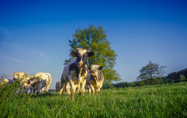 black and white cows in green grassy summer meadow under blue sky