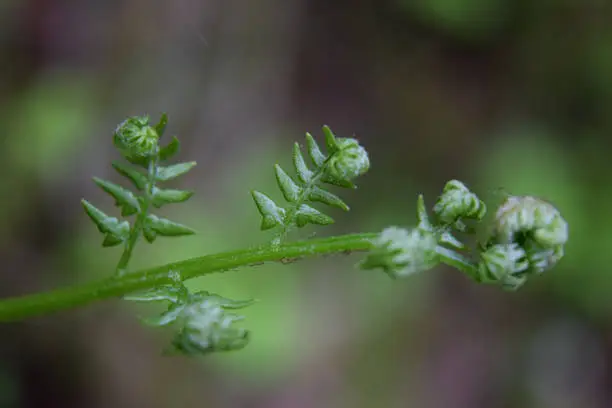 fern spring leaf fret scenery