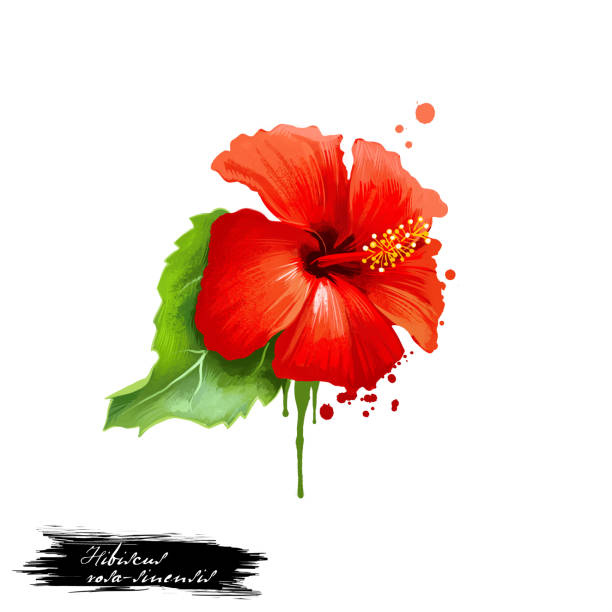 Jaba - Hibiscus rosa-sinensis ayurvedic herb digital art illustration with text isolated on white. Healthy organic spa plant widely used in treatment, for preparation medicines for natural usages. Jaba - Hibiscus rosa-sinensis ayurvedic herb digital art illustration with text isolated on white. Healthy organic spa plant widely used in treatment, for preparation medicines for natural usages rosa chinensis stock illustrations