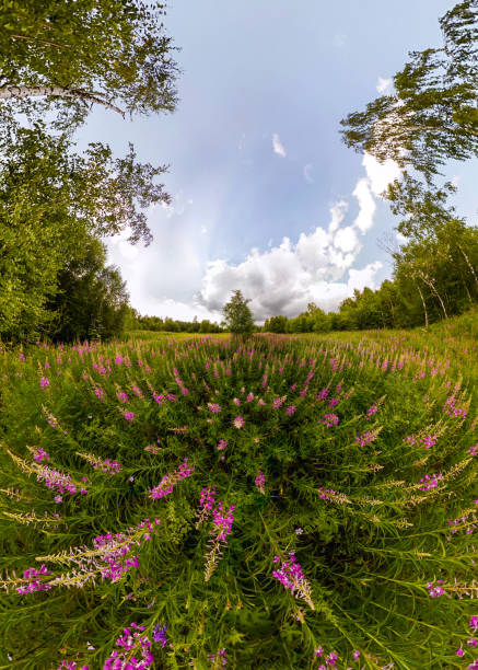 Field of willow-tea on a cloudy day. Wide-angle panorama.