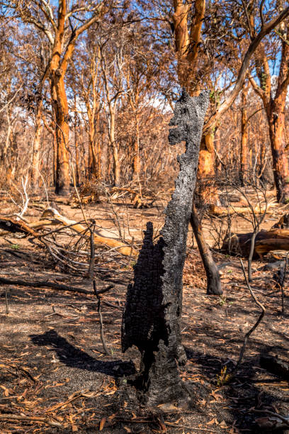 istock A forest in the Snowy Mountains, burnt down during the bush fires in Australia. Tree burnt down. 1226754641