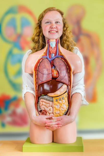Anatomy of female digestive system,Human digestive system