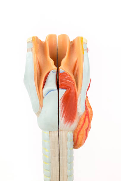istock Human larynx with trachea on white background 1226754827