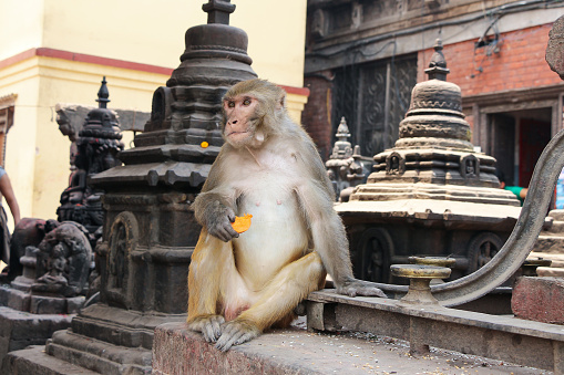 Adult rhesus macaque (Macaca mulatta) sits among small black buddhist stupas in Swayambhunath Stupa area and holds carrot in his paw. Animal theme.