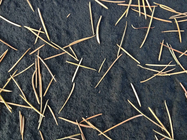 istock natural background tan dry pine needles on black 1226756075
