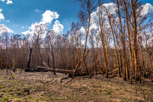istock A forest in the Snowy Mountains, burnt down during the bush fires in Australia. 1226756530