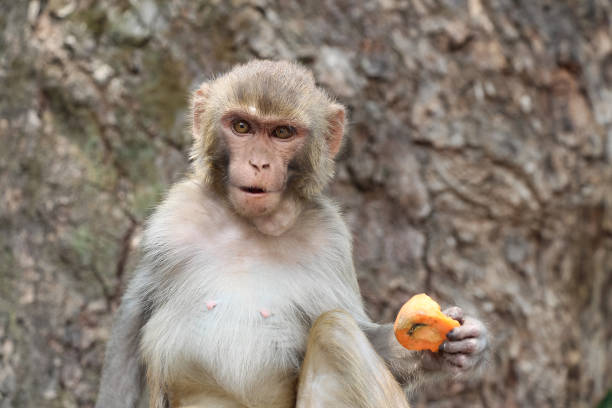 rhesus makaken mit karotten - swayambhunath stock-fotos und bilder