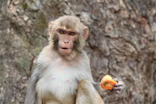 Adult rhesus macaque (Macaca mulatta) sits near the tree in Swayambhunath Stupa area and holds carrot in his paw. \nBulging around the neck looks like a swelling. Animal theme.