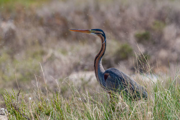 istock Purple Heron, (Ardea purpurea) bird in the natural habitat. 1226757421