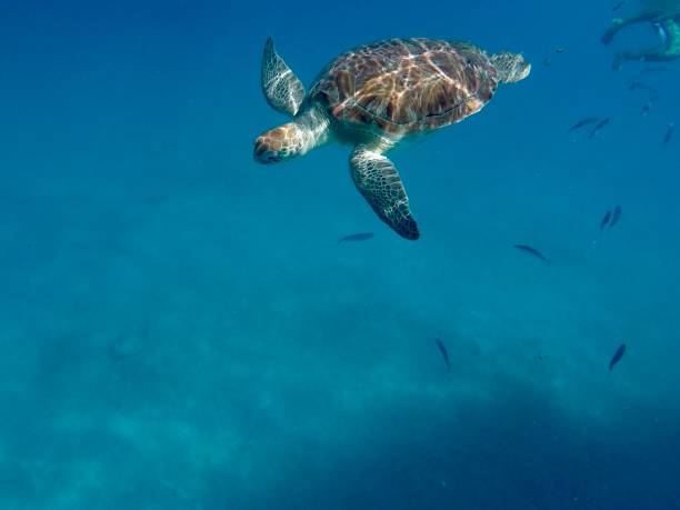 istock Turtle swimming in the sea 1226757495