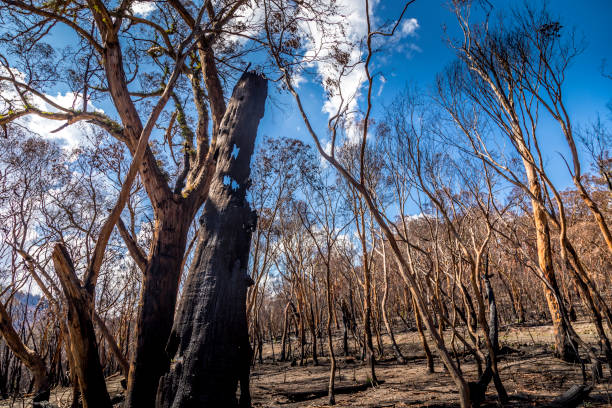 istock A forest in the Snowy Mountains, burnt down during the bush fires in Australia. Tree burnt down. 1226757829