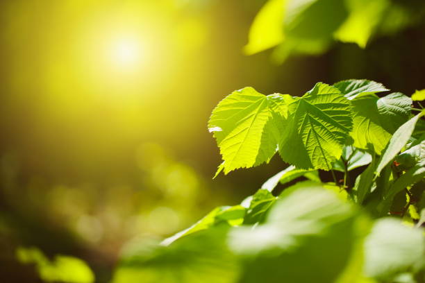 istock Fresh Green Leaves and Sun 1226758066