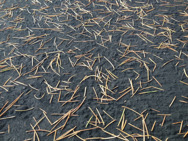 istock natural design background tan dry pine needles on texture 1226758664