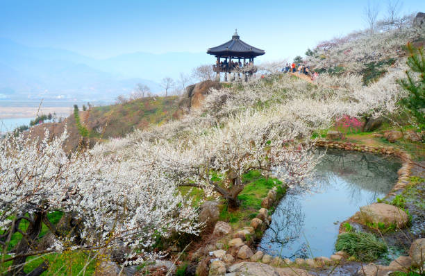 Traditional korean pagoda and blossom plum trees in Gwangyang (South Korea), Jeollanamdo, during Maehwa flower festival.