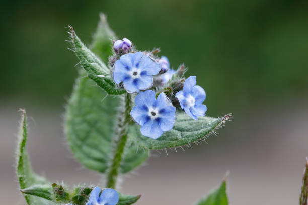 Blue forget me not flowers close up One of the tribe of blue Myosotis forget-me-nots, possibly wood forget-me-not (Myosotis sylvatica). Close up with copy space. myosotis sylvatica stock pictures, royalty-free photos & images