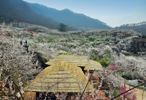 Traditional korean house (hanok) in Gwangyang, South Korea, during Maehwa flower festival,  03-26-2016