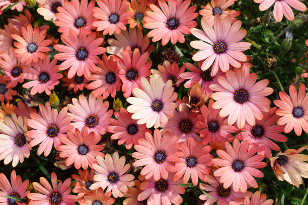 Daisy flowers (Osteospermum) in bloom photographed as a background with copy space from a high angle view