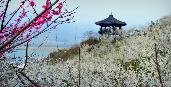 Traditional korean pagoda and blossom plum trees in Gwangyang (South Korea), Jeollanamdo, during Maehwa flower festival.