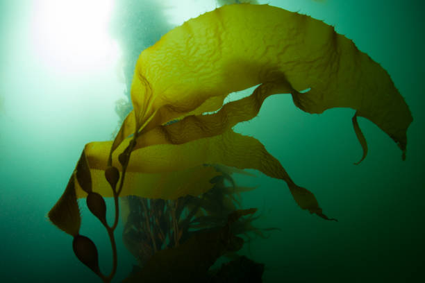 Giant Kelp Growing Underwater Giant kelp, Macrocystis pyrifera, grows in the cold eastern Pacific waters that flow along the California coast. Kelp forests support a surprising and diverse array of marine biodiversity. point lobos state reserve stock pictures, royalty-free photos & images