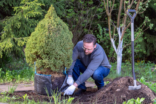 istock Man works in the garden. Prepares tree for planting by cutting packaging coniferous tree. Small spruce 1226761331