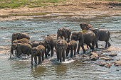 Herd of unchained free elephants taking a bath in Maha Oya river in Sri Lanka