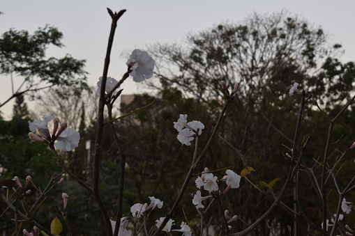 White flower of Ipê tree