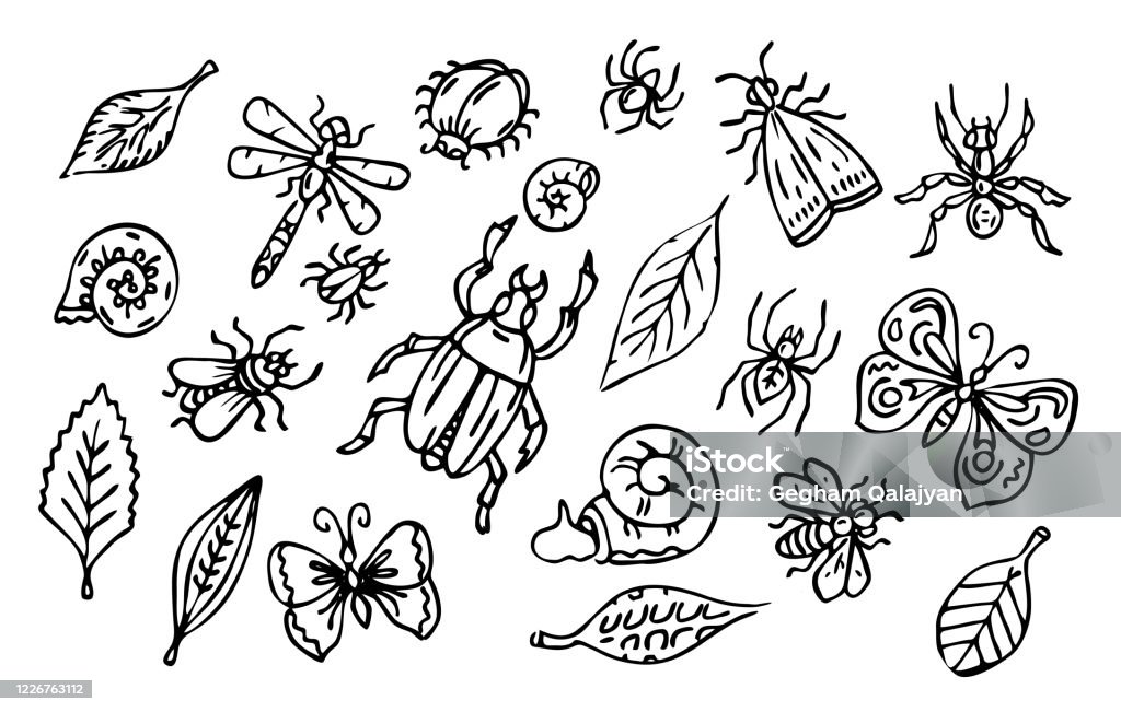 Leaf Insect Scetch Insects And Leaves Set Stock Illustration - Download Image Now ...
