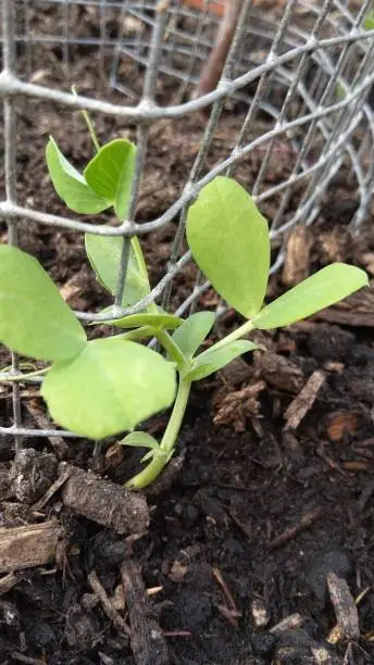 Close up of young peashoots