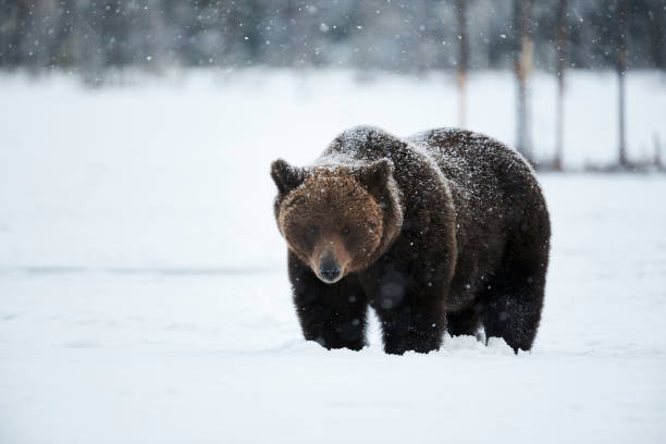 istock Brown bear in the snow 1226763609