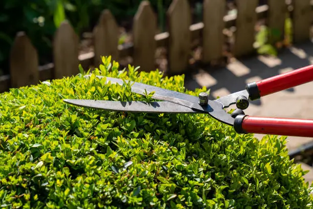 Hands with scissors for cutting bushes and grass shear boxwood in the shape of a ball. garden works.